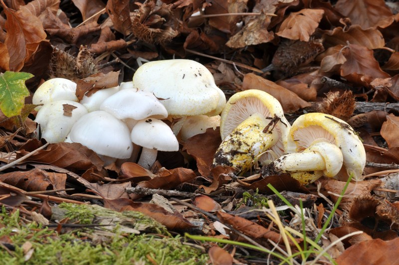 3 Hygrophorus dell''Orecchiella.